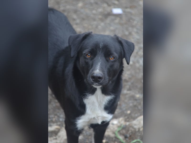 FENJA - auf der Suche nach einem Zuhause