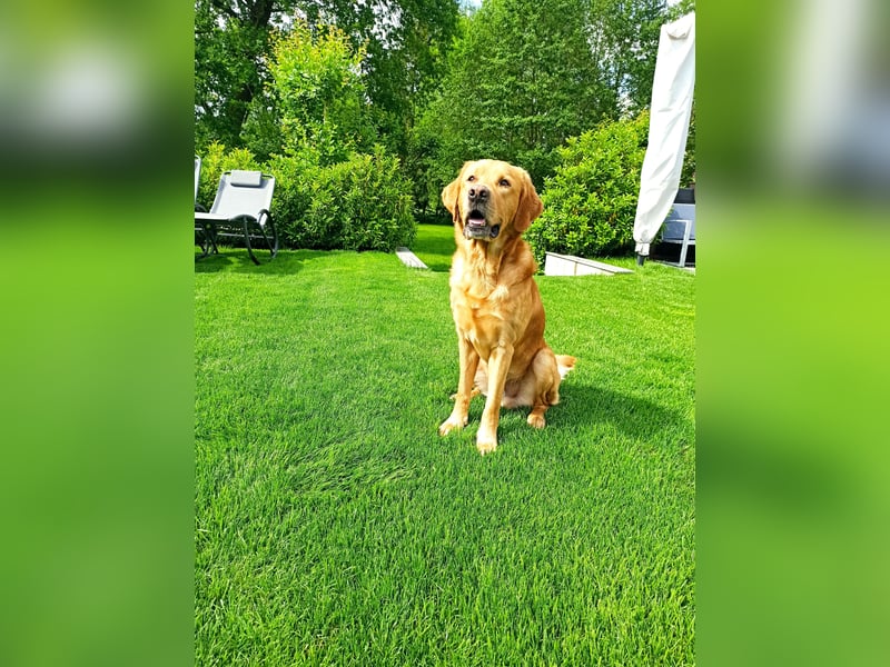 erfahrener Labrador Deckrüde gelb (Kein Verkauf)