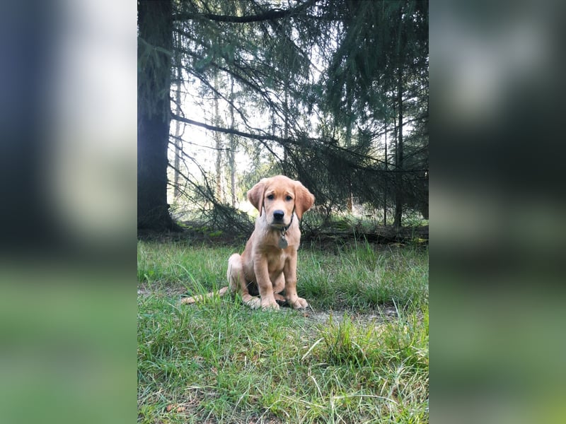 erfahrener Labrador Deckrüde gelb (Kein Verkauf)