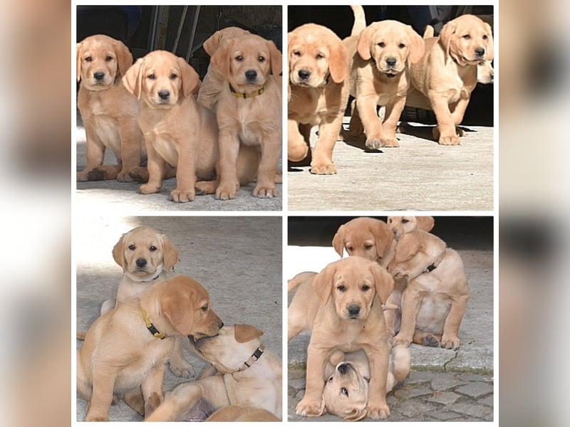 erfahrener Labrador Deckrüde gelb (Kein Verkauf)