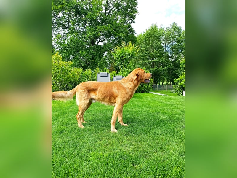 erfahrener Labrador Deckrüde gelb (Kein Verkauf)