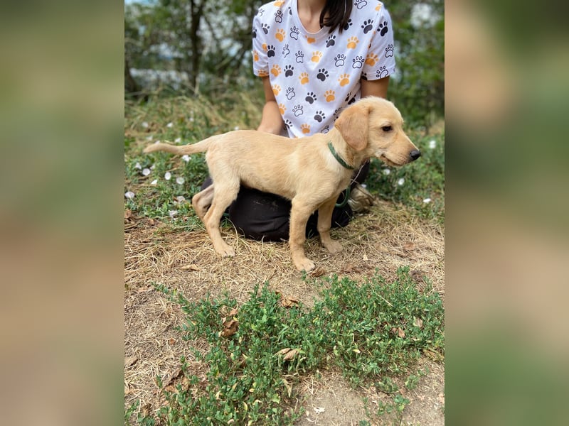 Süßer Labrador ähnl Hundejunge, 4Mon., superlieb