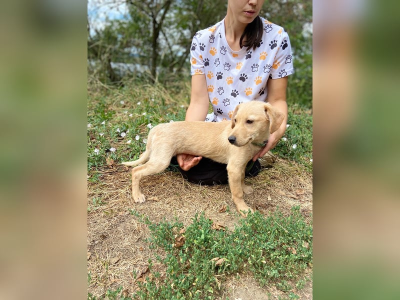 Süßer Labrador ähnl Hundejunge, 4Mon., superlieb