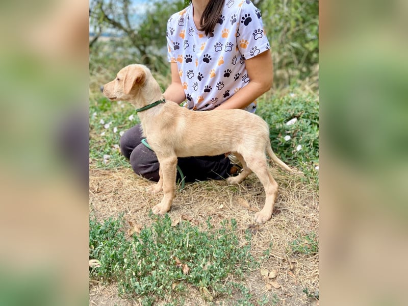 Süßer Labrador ähnl Hundejunge, 4Mon., superlieb