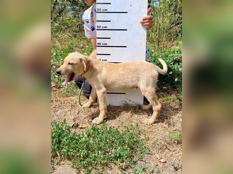 Süßer Labrador ähnl Hundejunge, 4Mon., superlieb