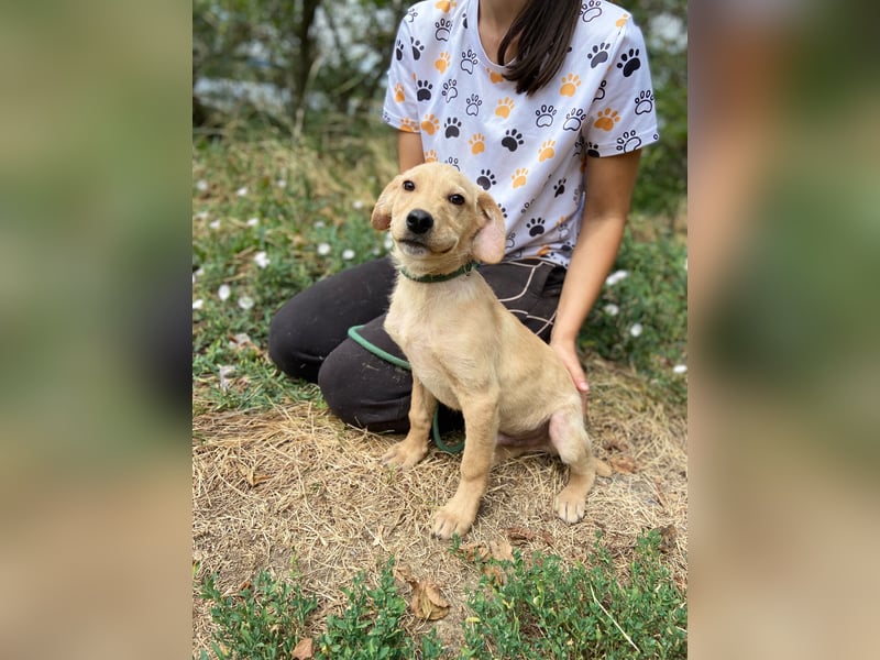 Süßer Labrador ähnl Hundejunge, 4Mon., superlieb
