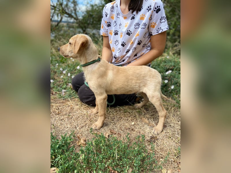Süßer Labrador ähnl Hundejunge, 4Mon., superlieb