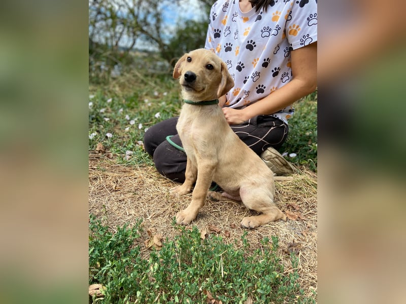Süßer Labrador ähnl Hundejunge, 4Mon., superlieb