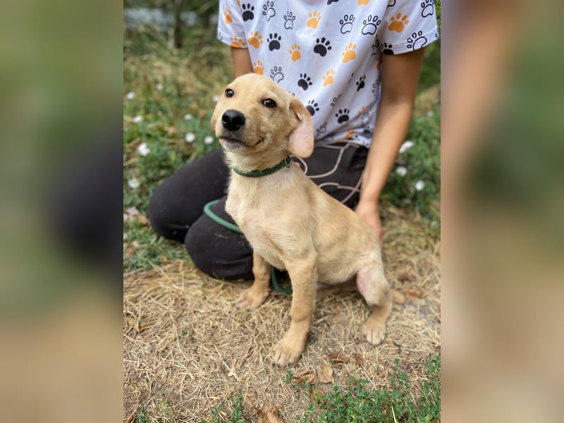Süßer Labrador ähnl Hundejunge, 4Mon., superlieb