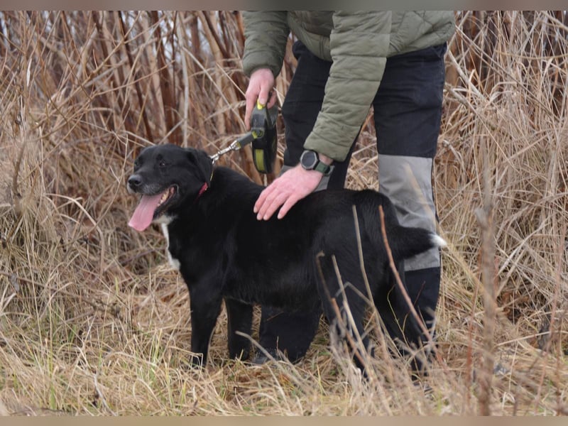 ANGIE ca. 7 J. Labbimixhündin, katzenlieb , Anfängerhund