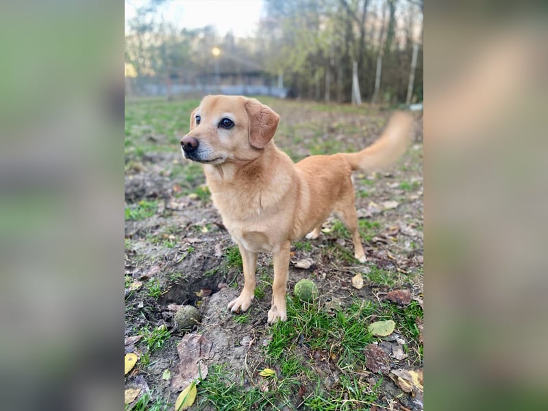 SIGMUND ca. 6 J. blonder Labbimix-Rüde, Einzelgänger