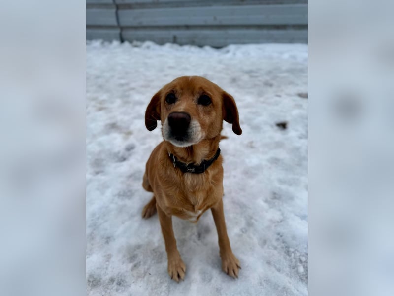 FERDINAD ca. 5 J. Spaniel-Labbimix-Rüde braucht erfahrene Menschen