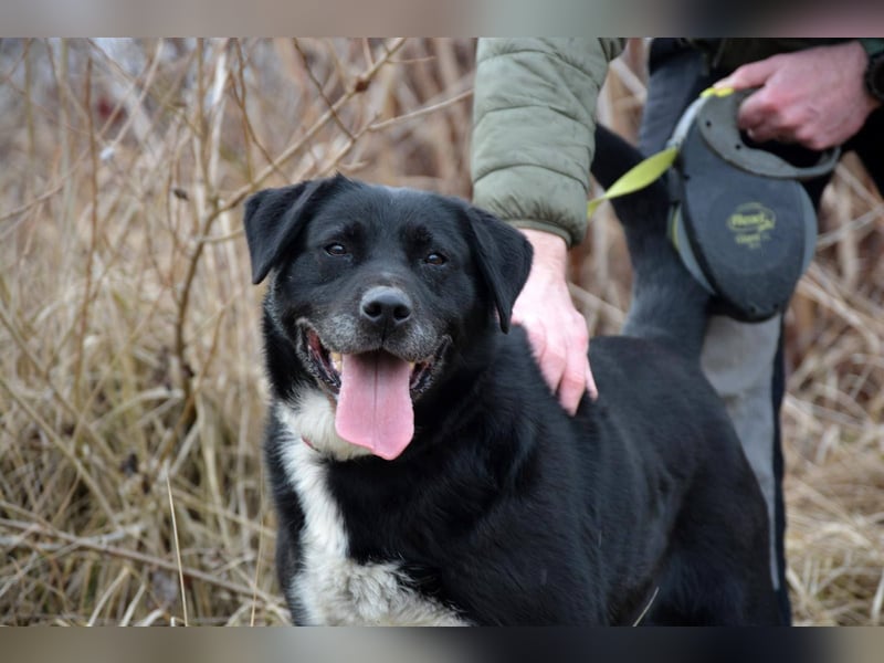 ANGIE ca. 7 J. Labbimixhündin, katzenlieb , Anfängerhund