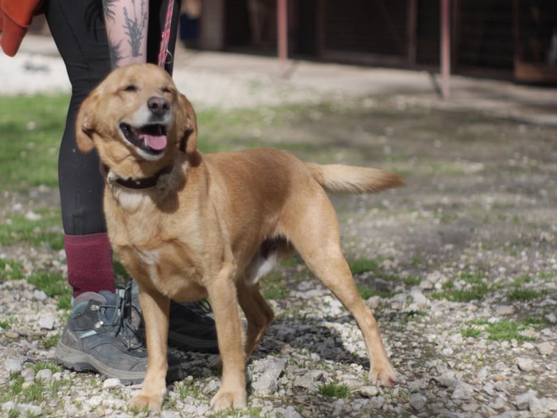 FERDINAD ca. 5 J. Spaniel-Labbimix-Rüde braucht erfahrene Menschen
