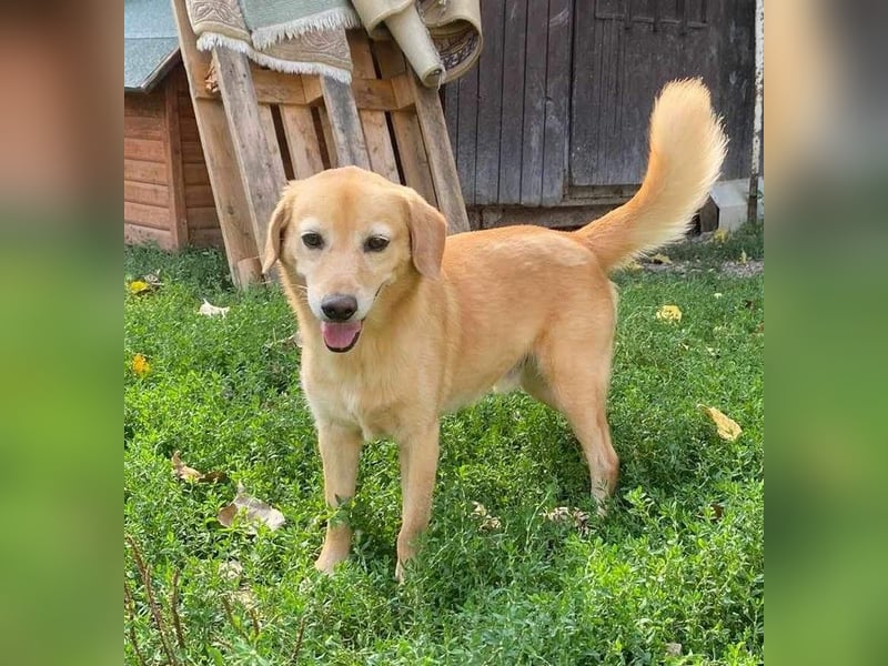 SIGMUND ca. 6 J. blonder Labbimix-Rüde, Einzelgänger