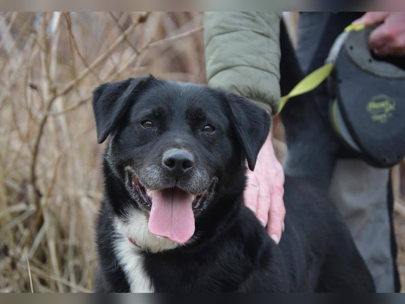 ANGIE ca. 7 J. Labbimixhündin, katzenlieb , Anfängerhund