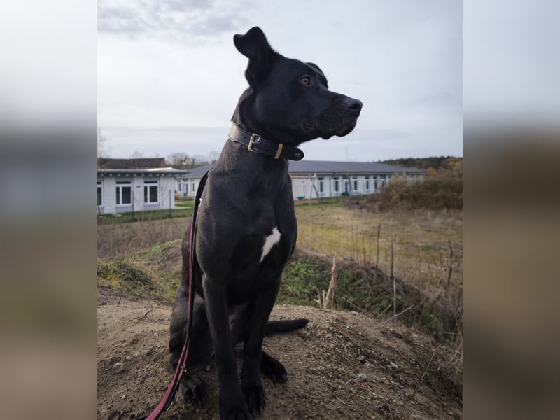 Noor wartet auf ihr Für-Immer-Zuhause Noor wartet auf ihr Für-Immer-Zuhause