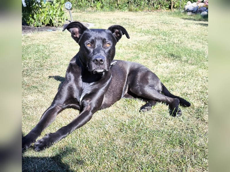 Noor wartet auf ihr Für-Immer-Zuhause Noor wartet auf ihr Für-Immer-Zuhause