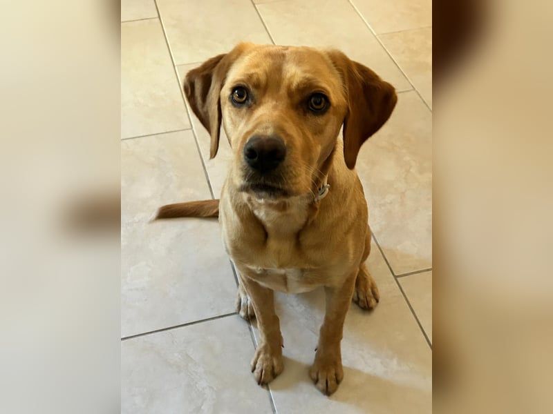 Lucy sucht ihr Zuhause