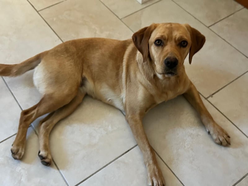 Lucy sucht ihr Zuhause