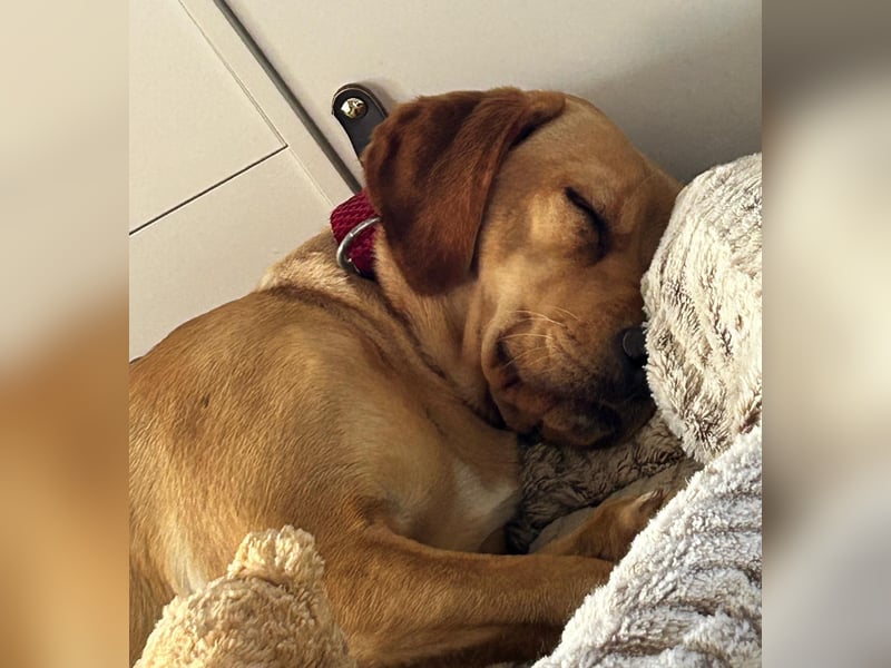 Lucy sucht ihr Zuhause