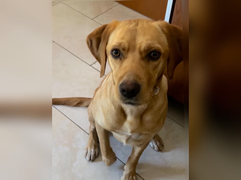 Lucy sucht ihr Zuhause