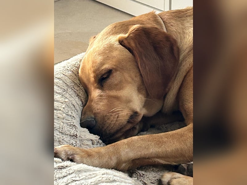 Lucy sucht ihr Zuhause