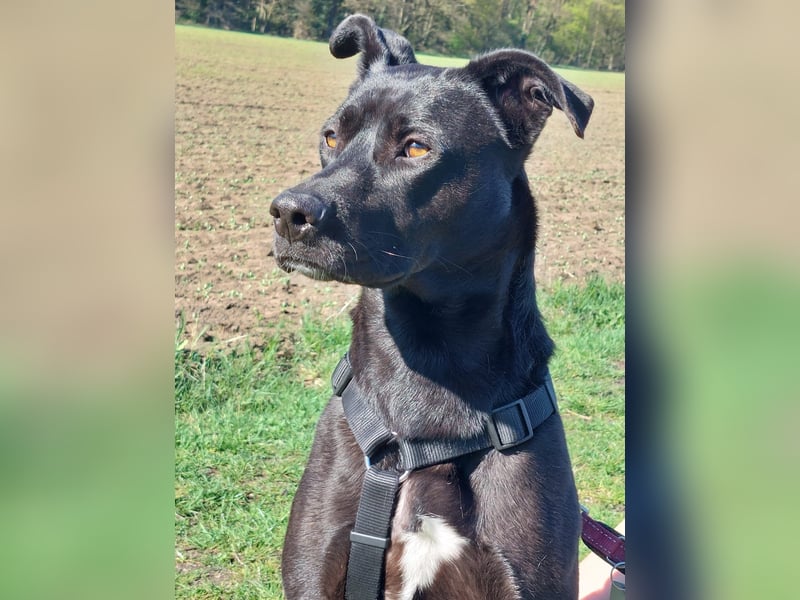 Noor wartet auf ihr Für-Immer-Zuhause Noor wartet auf ihr Für-Immer-Zuhause