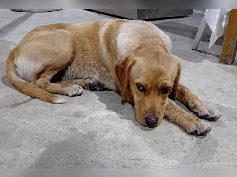 Lucy sucht ihr Zuhause