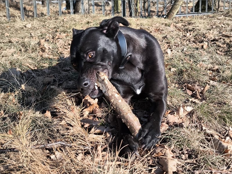 Noor wartet auf ihr Für-Immer-Zuhause Noor wartet auf ihr Für-Immer-Zuhause