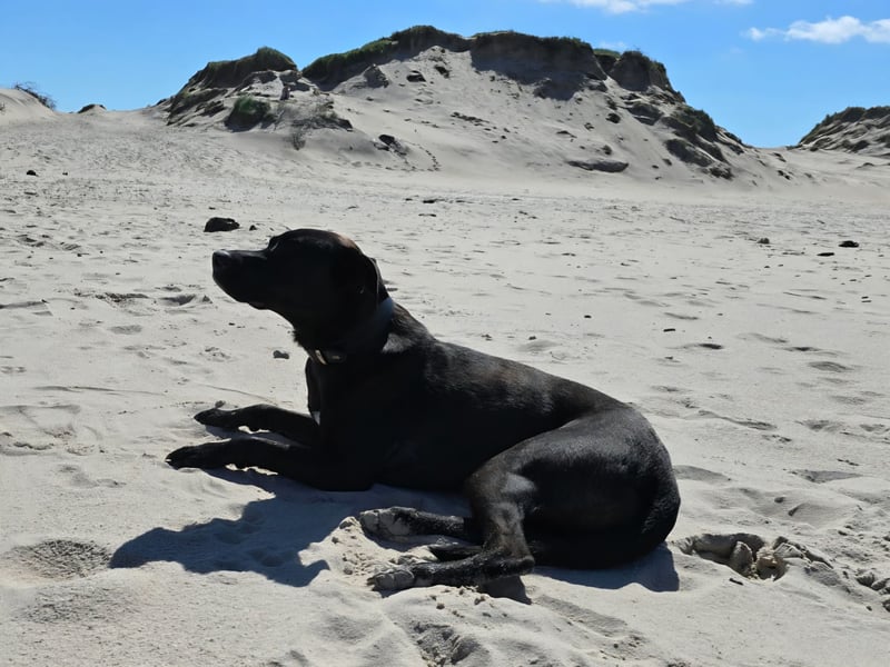 Noor wartet auf ihr Für-Immer-Zuhause Noor wartet auf ihr Für-Immer-Zuhause