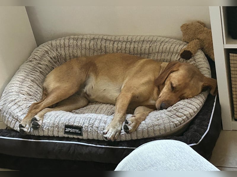 Lucy sucht ihr Zuhause