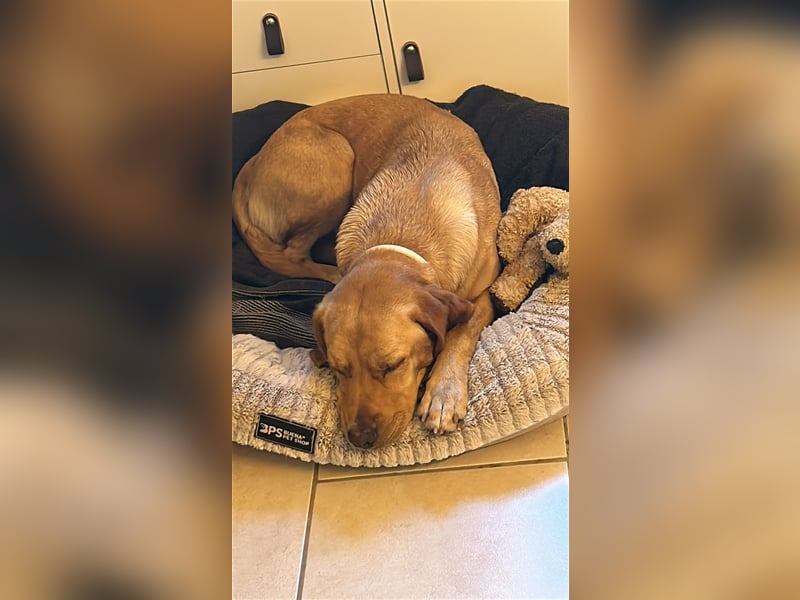 Lucy sucht ihr Zuhause