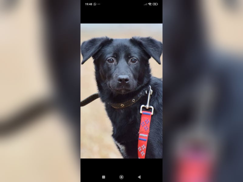 Wunderschöne  Mischling Arisha 7 Monate jung sucht ein Zuhause.