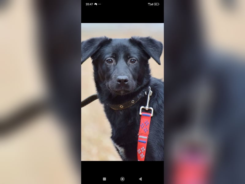 Wunderschöne  Mischling Arisha 7 Monate jung sucht ein Zuhause.