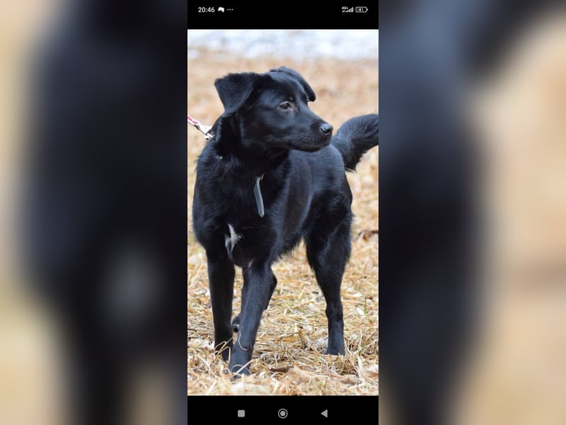 Wunderschöne  Mischling Arisha 7 Monate jung sucht ein Zuhause.