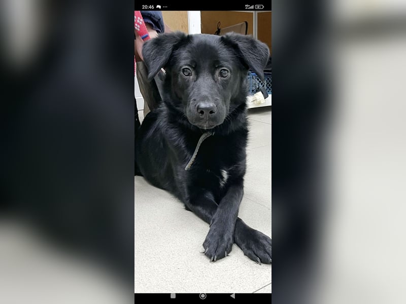 Wunderschöne  Mischling Arisha 7 Monate jung sucht ein Zuhause.