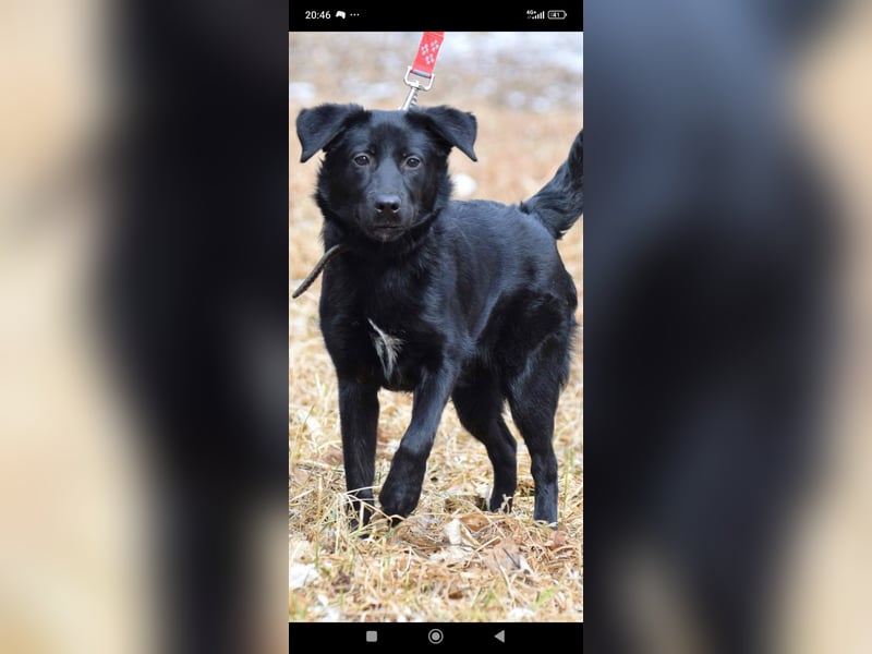 Wunderschöne  Mischling Arisha 7 Monate jung sucht ein Zuhause.