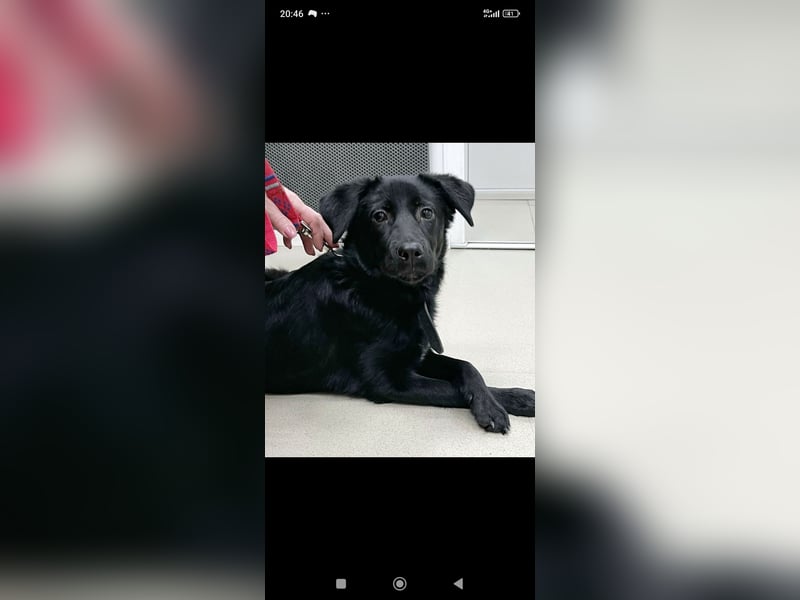 Wunderschöne  Mischling Arisha 7 Monate jung sucht ein Zuhause.