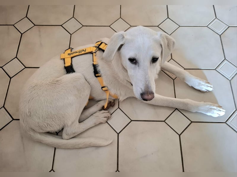 Cosmo:  unkomplizierter Charmeur freut sich auf Besuch