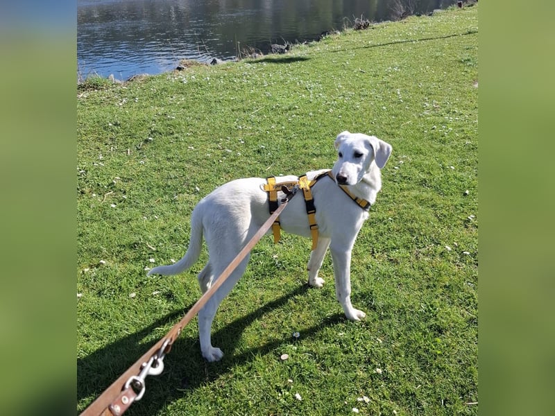 Cosmo:  unkomplizierter Charmeur freut sich auf Besuch