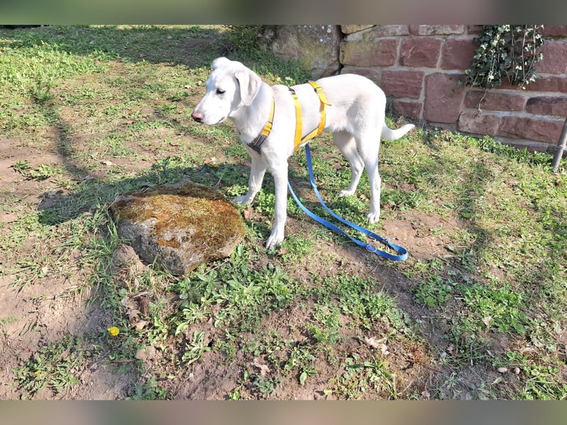 Cosmo:  unkomplizierter Charmeur freut sich auf Besuch