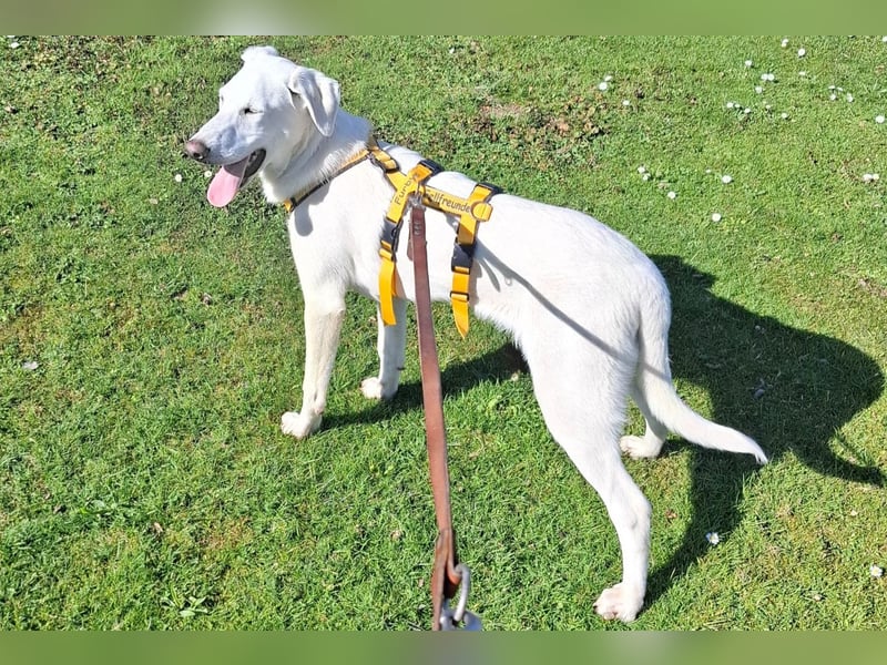 Cosmo:  unkomplizierter Charmeur freut sich auf Besuch