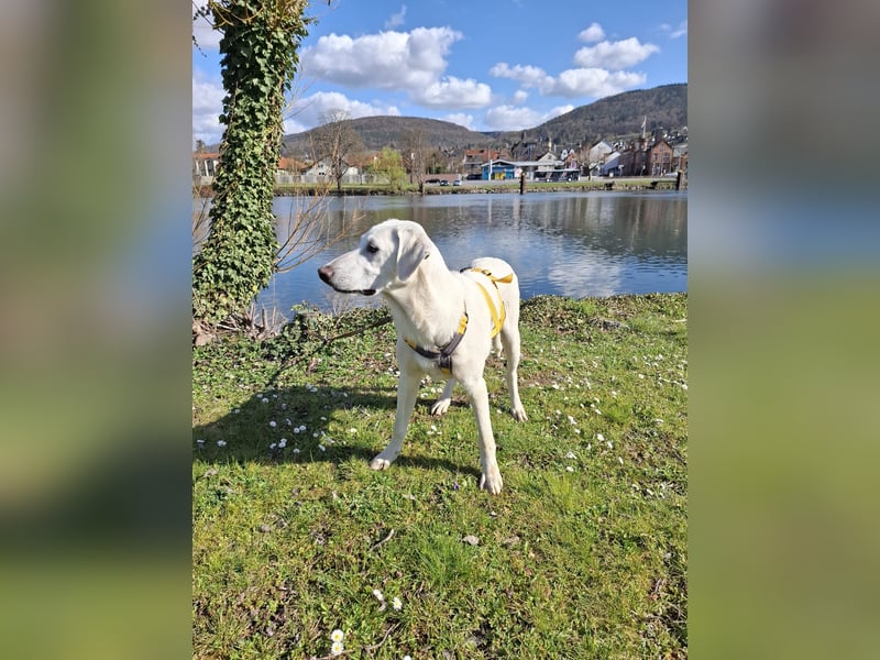 Cosmo:  unkomplizierter Charmeur freut sich auf Besuch