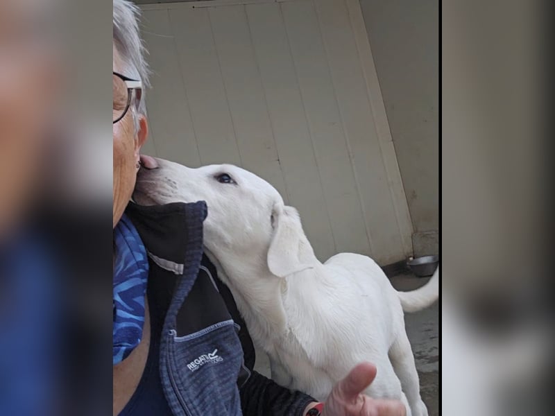 Cosmo:  unkomplizierter Charmeur freut sich auf Besuch