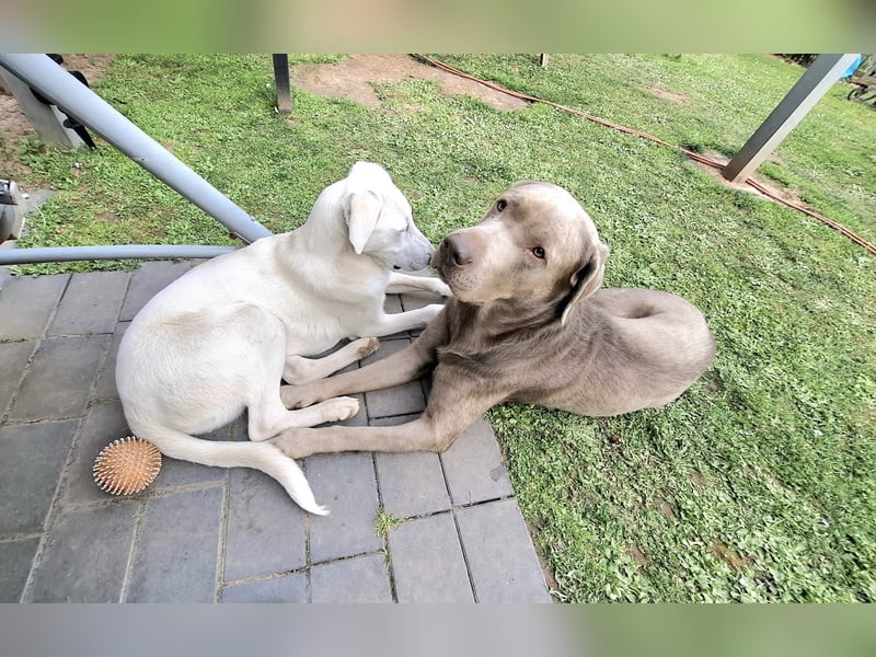 Cosmo:  unkomplizierter Charmeur freut sich auf Besuch