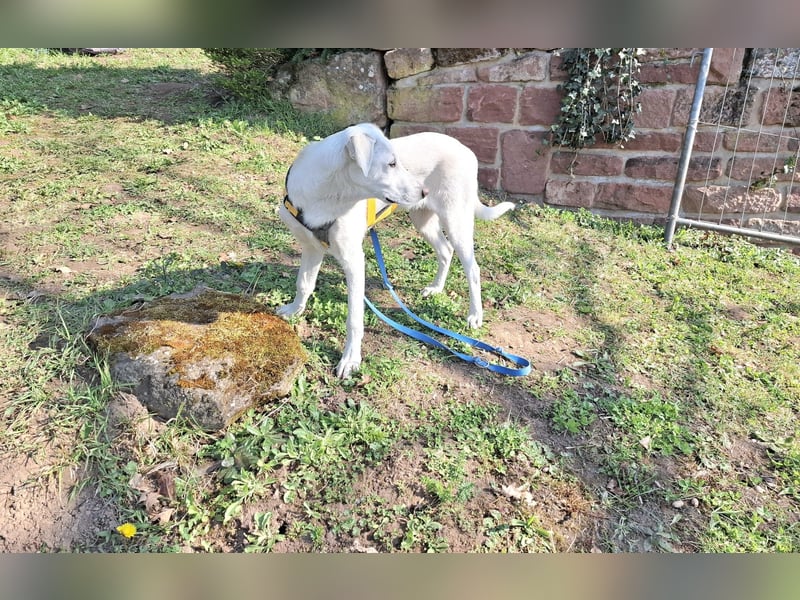 Cosmo:  unkomplizierter Charmeur freut sich auf Besuch