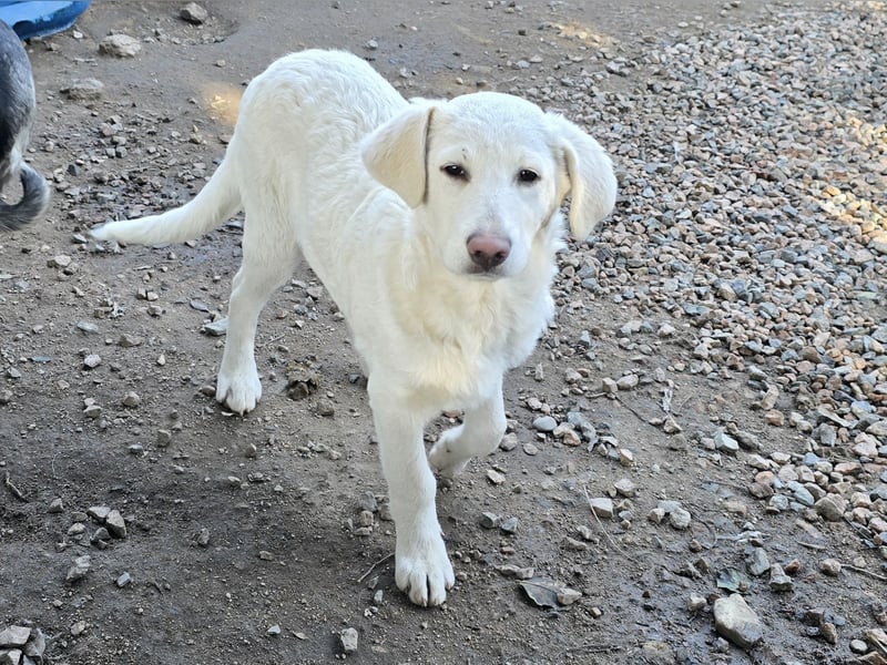 Cosmo:  unkomplizierter Charmeur freut sich auf Besuch