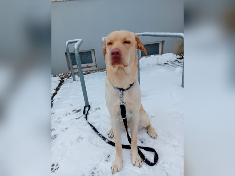 Labrabor( Deckrücke)