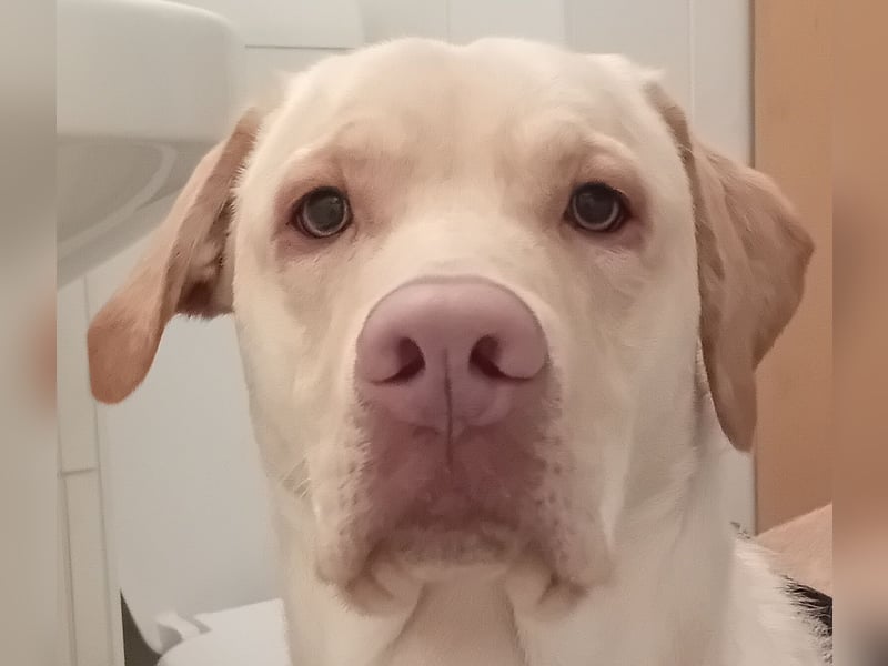 Labrabor( Deckrücke)